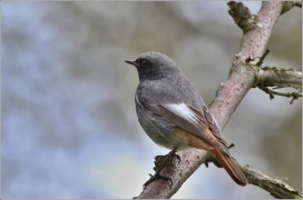 <p>REHEK DOMÁCÍ (Phoenicurus ochruros) /Black redstart - Hausrotschwanz/</p>
